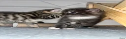Mixed Breed cats for sale: STUNNING GREY AND WHITE TABBY BABIES FOR SALE✨ - Advert 4