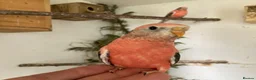 Finches birds for sale: Rosa bourkes parakeet, diamond doves, zebra finch - Advert 9
