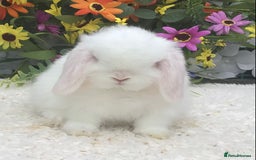 Mini Lop rabbits for sale: Mini lop buck - Image 1