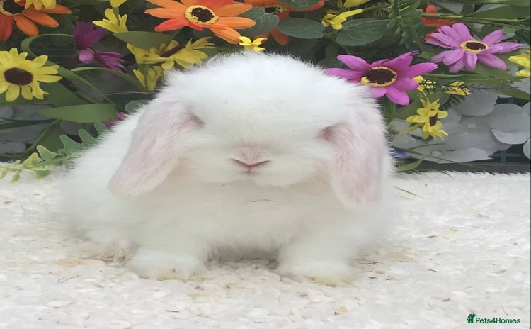 Mini Lop rabbits - Advert 2