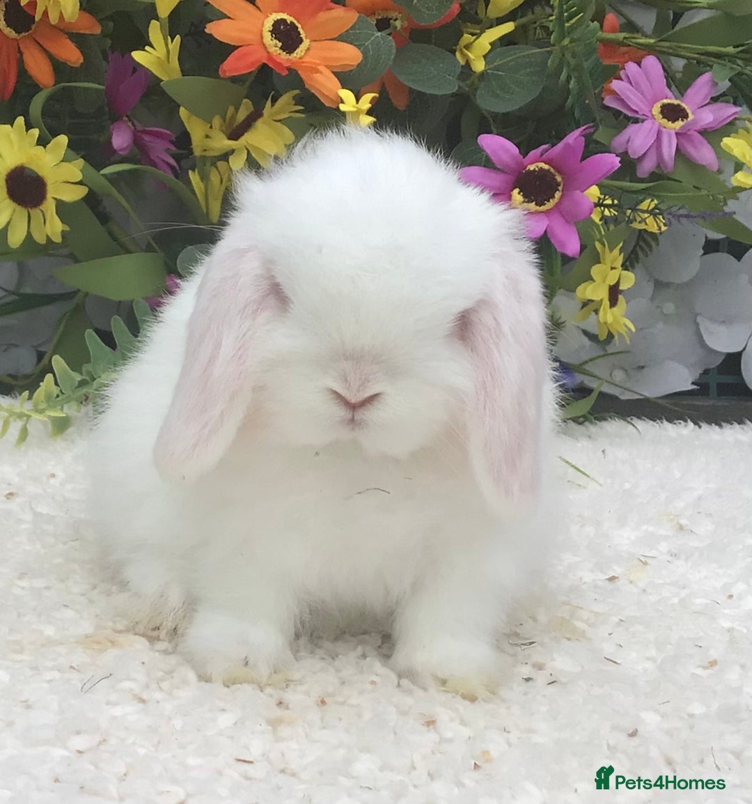 Mini Lop rabbits for sale: Mini lop buck - Image 1
