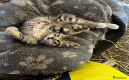 Mixed Breed cats for sale: Kittens ready for new homes  - Image 7