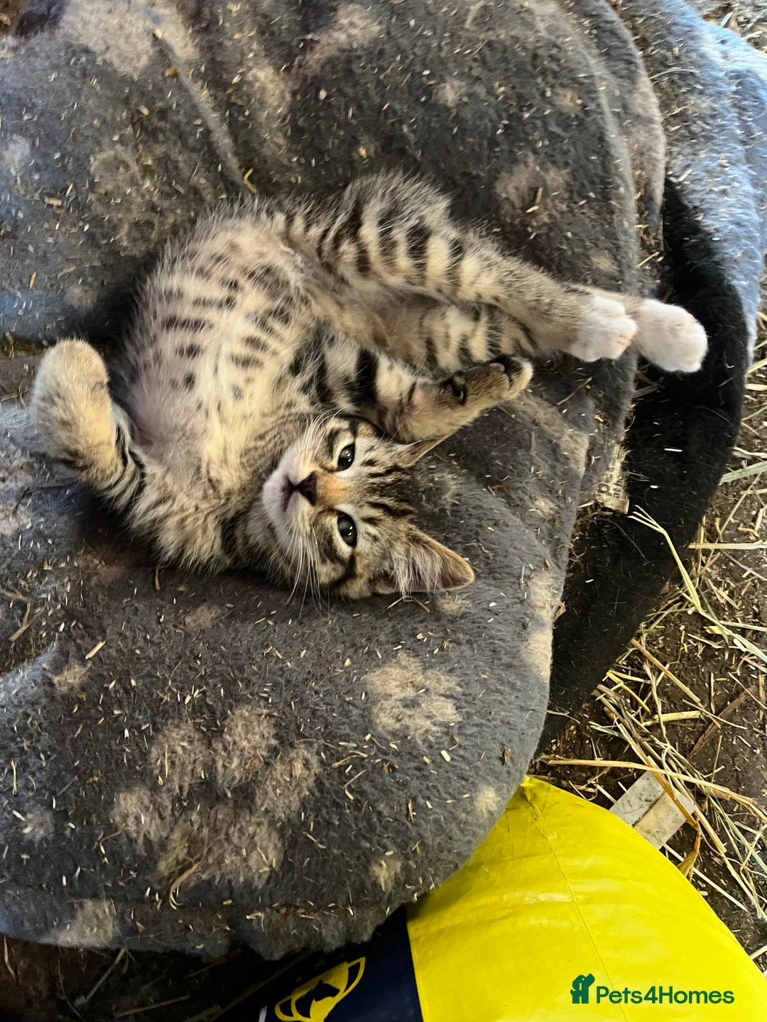 Mixed Breed cats for sale: Kittens ready for new homes  - Image 7