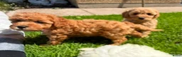 Cavapoo dogs for sale: Toy Cavapoo Puppies  - Advert 9