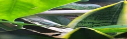 Gecko reptiles for sale: Neon Day Gecko Babies - Advert 3
