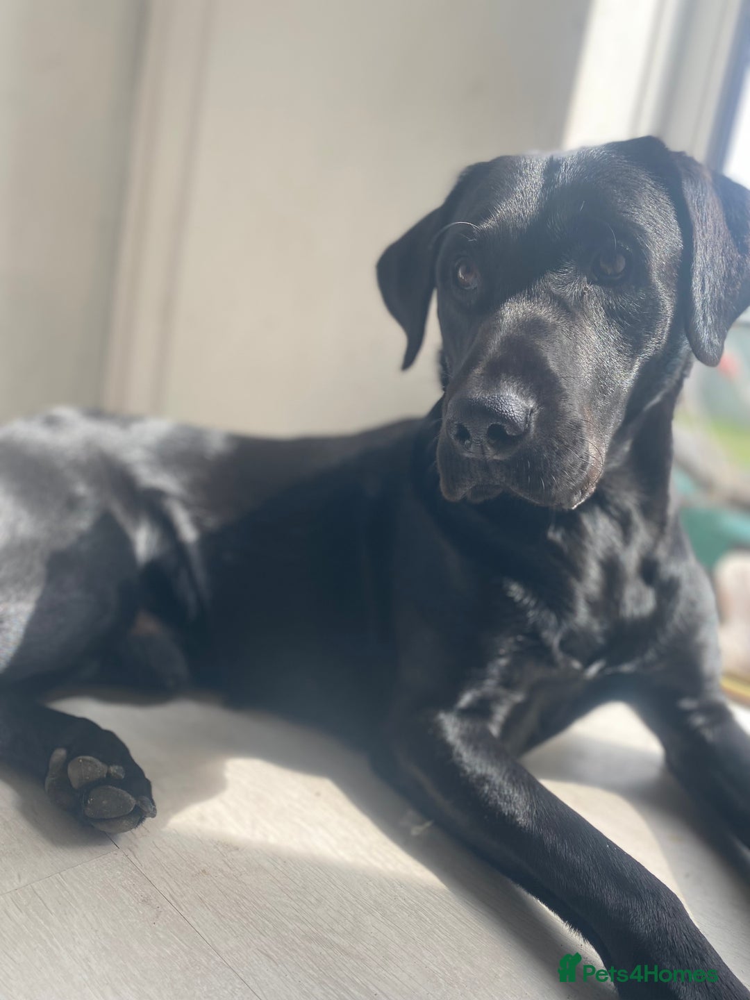 Labrador Retriever dogs for stud: Stud dog available  - Advert 4