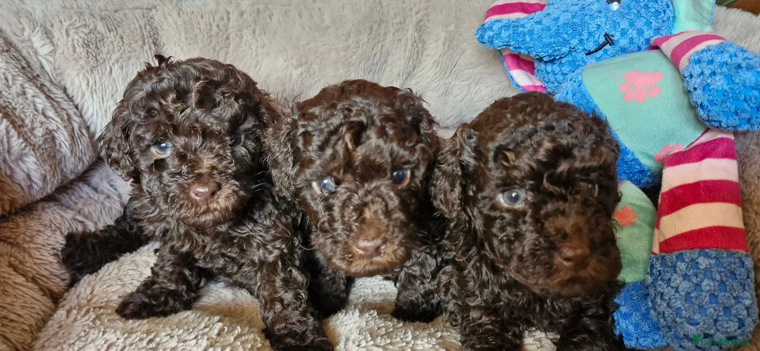 Toy Poodle dogs for sale: KC REG CHOCOLATE TOY POODLE PUPPYS  - Advert 16