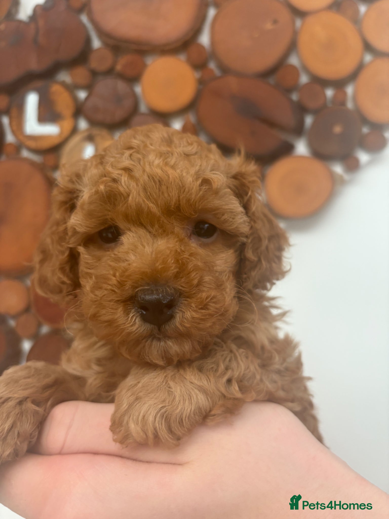 Toy Poodle dogs Beautiful toy poodle puppy bitch available  - Advert 1