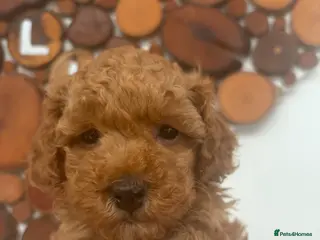 Toy Poodle dogs Beautiful toy poodle puppy bitch available - Advert 1