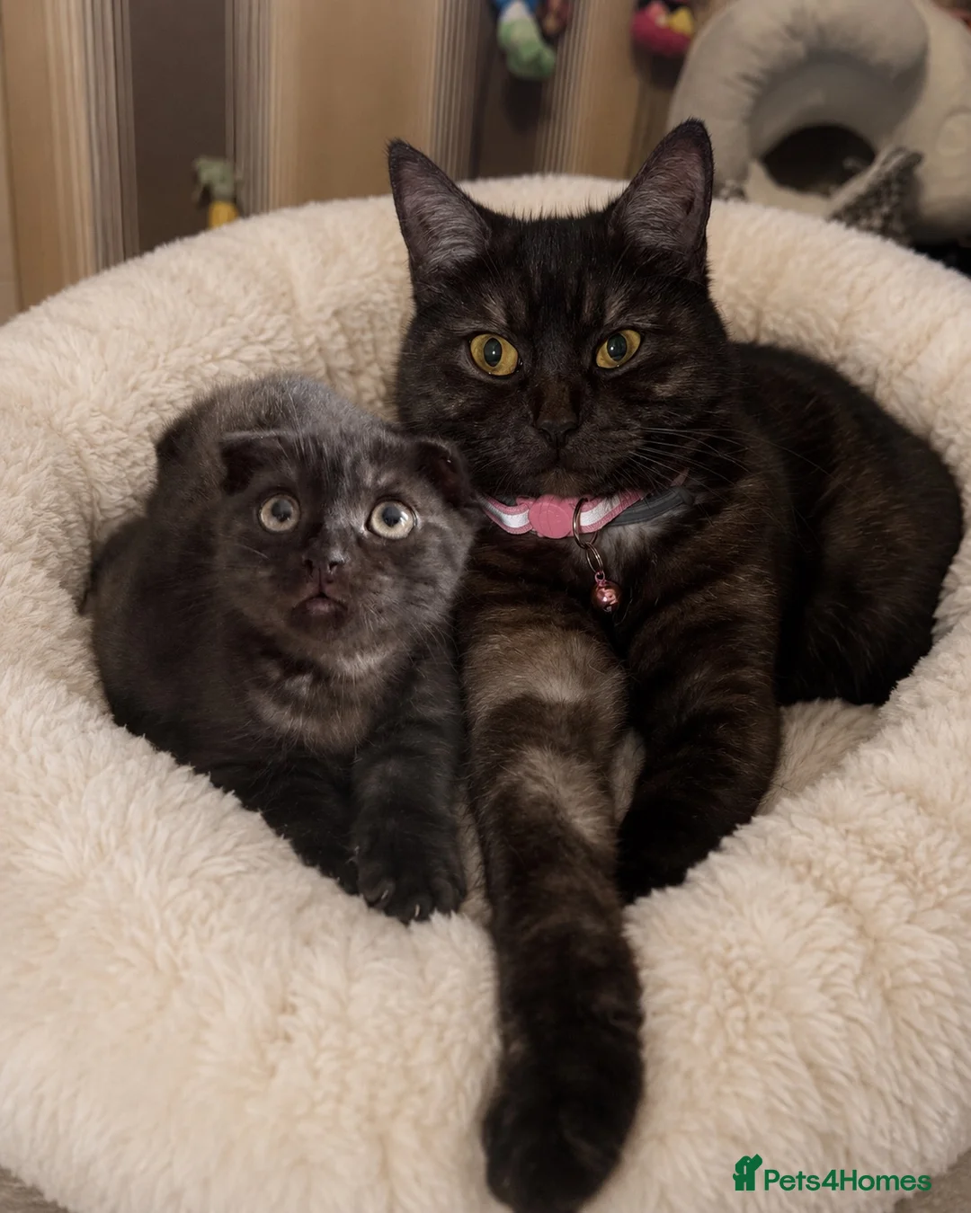 Mixed Breed cats for sale: £100‼️Rare Ghost Colour BSH&SCOTTISHFOLD Male - Advert 2