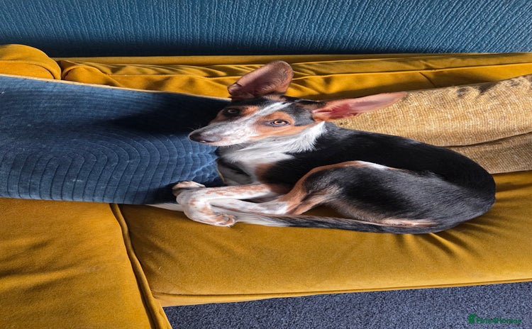 Mixed Breed dogs - Advert 1