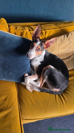 Mixed Breed dogs - Advert 1