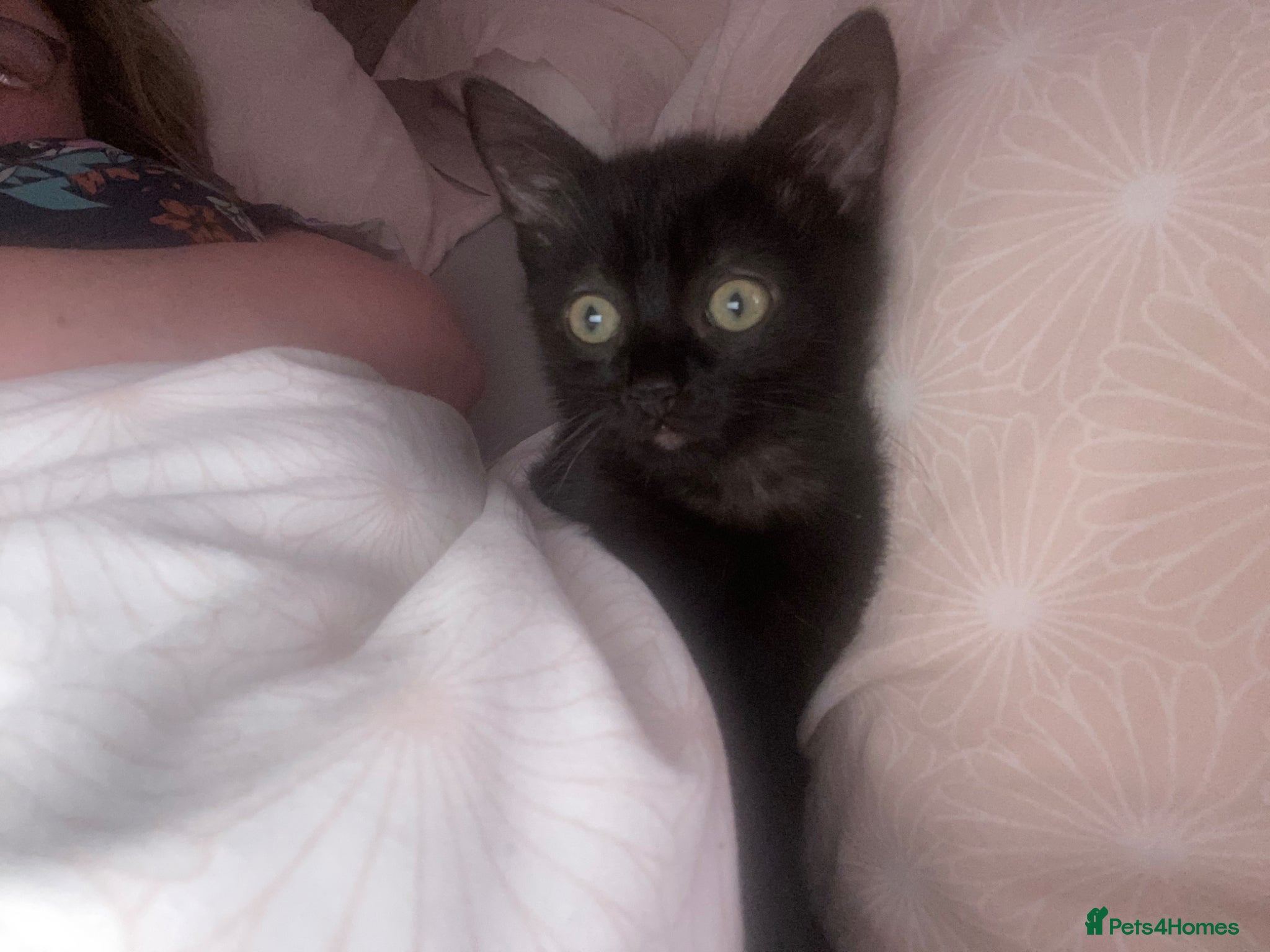 Mixed Breed cats for sale: Two beautiful kittens 1 male 1 female for sale - Advert 4