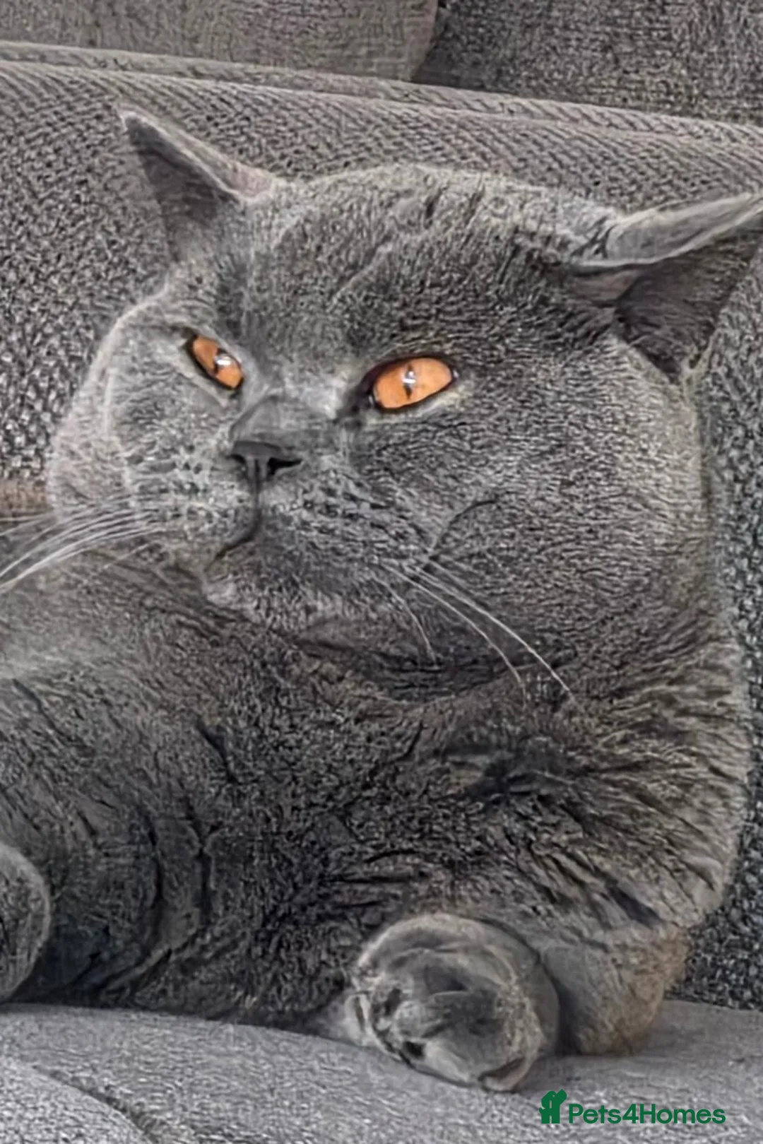 British Shorthair cats for stud: 💙🐾 HANDSOME BRITISH SHORTHAIR STUD AVAILABLE 💙 - Advert 7