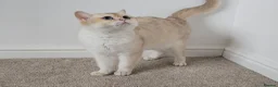 British Shorthair cats for sale: Blue eyed Golden British Shorthair female & male - Advert 35