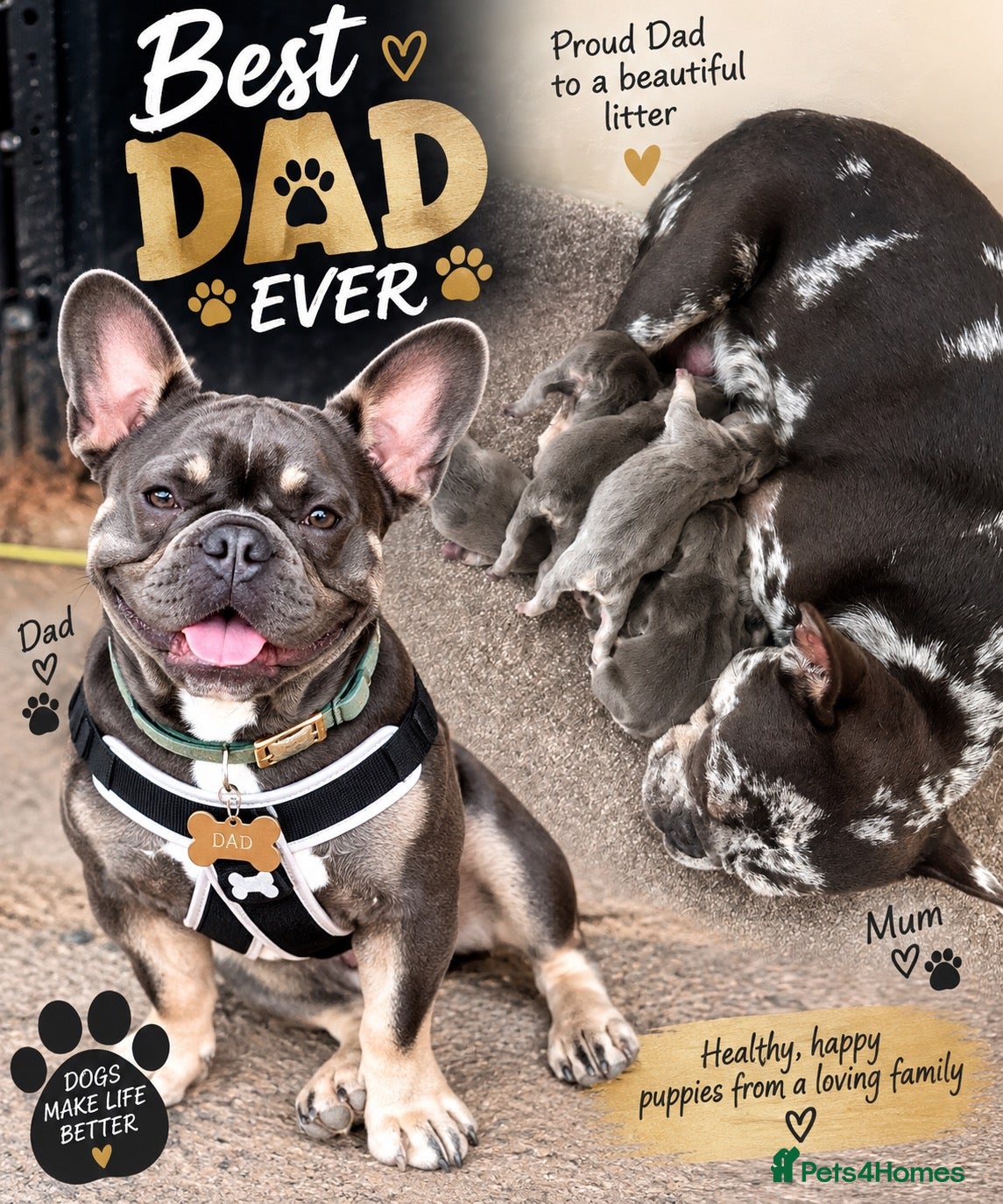 French Bulldog dogs Blue French bulldog puppies  - Advert 1