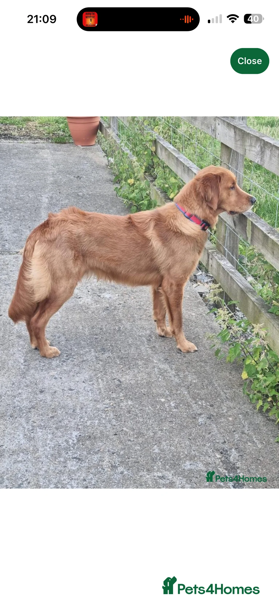 Golden Retriever dogs for sale: Champion lined KC REG GOLDEN RETRIEVER puppies - Advert 12