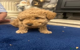 Miniature Poodle dogs for sale: three beautiful miniature poodles🤍🤍 - Advert 8