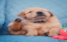 Golden Retriever dogs for sale: Golden Retriever Puppies KC Dad  - Image 11