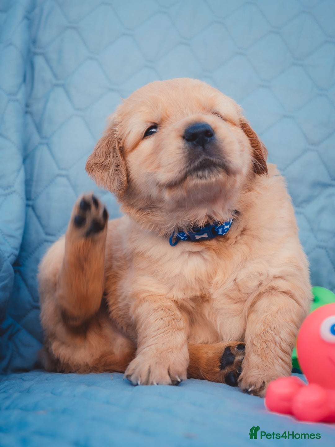 Golden Retriever dogs for sale: Golden Retriever Puppies KC Dad  - Image 11