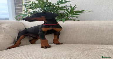 Dobermann dogs - Advert 2
