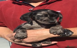 Cockerdor dogs for sale: AMAZING COCKERDOR/COCKADOR PUPPIES - Image 7