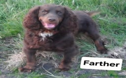 Cocker Spaniel dogs for sale: Cocker Spaniel Puppies Ready To Go!  - Image 13
