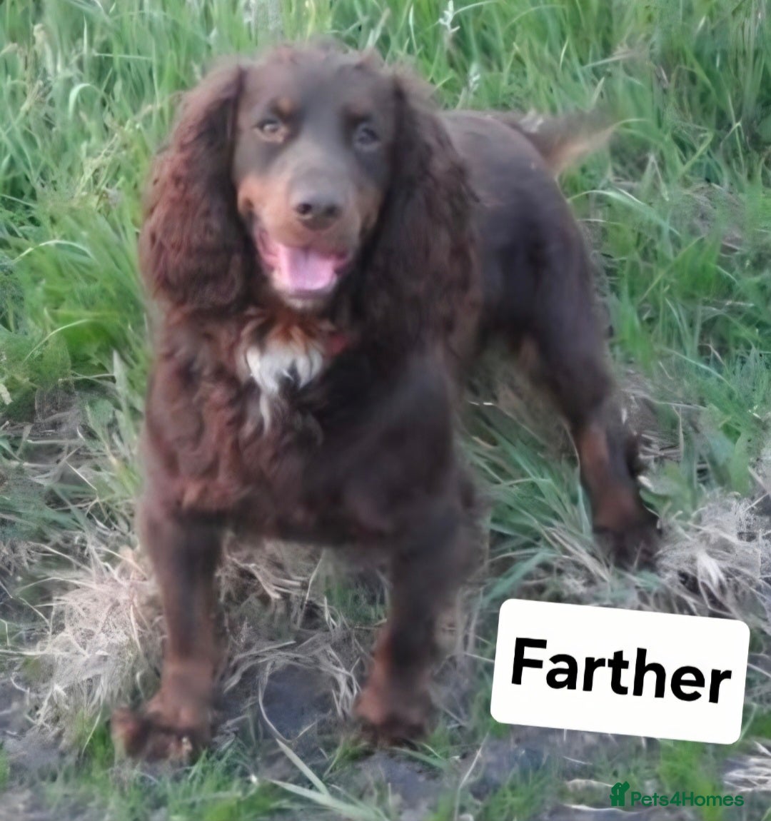 Cocker Spaniel dogs for sale: Cocker Spaniel Puppies Ready To Go!  - Image 13