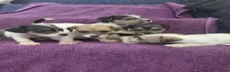 Jack Russell dogs for sale: Jack Russell puppies, full pedigree  - Advert 6