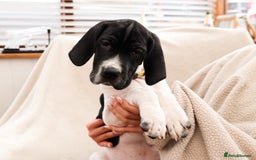 Pointer dogs for sale: English pointer puppies  - Image 22