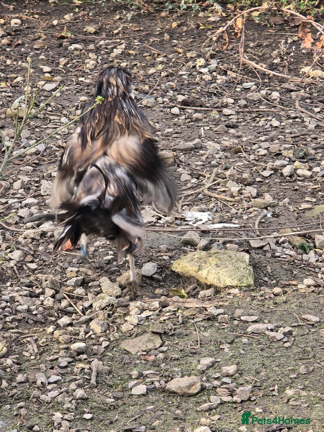 Chickens poultry for sale: Silkie Cockerell in Keighley - Advert 3