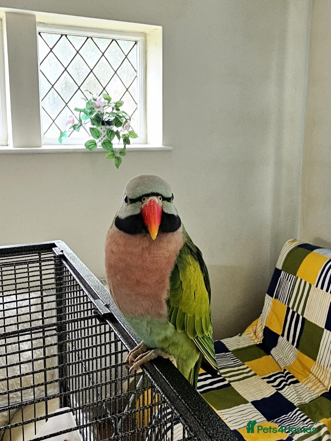 Parakeets birds for sale: Mustache Parakeets - Advert 3