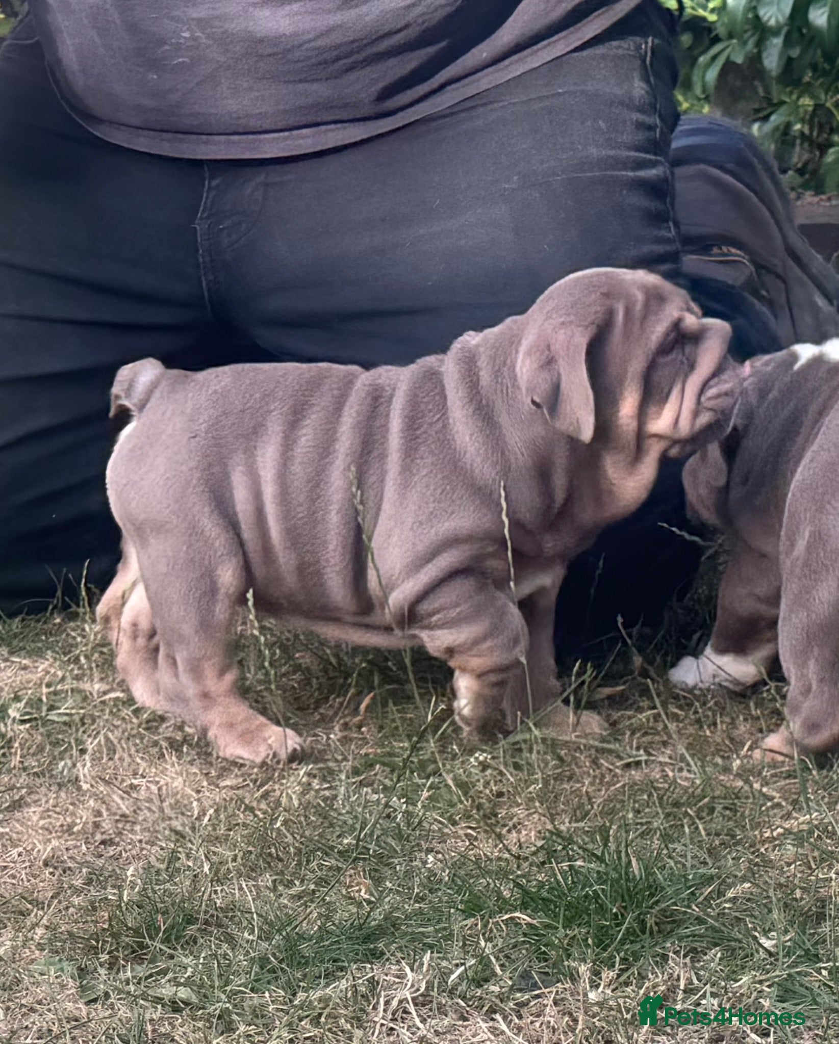 English Bulldog dogs 🏴󠁧󠁢󠁥󠁮󠁧󠁿Ready to leave 2left english Bulldog - Advert 2