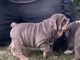 English Bulldog dogs 🏴Ready to leave 2left english Bulldog - Advert 2