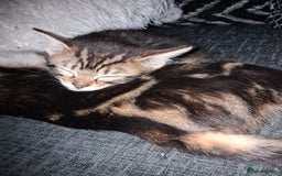 Mixed Breed cats for sale: Mixed bengal - Image 7