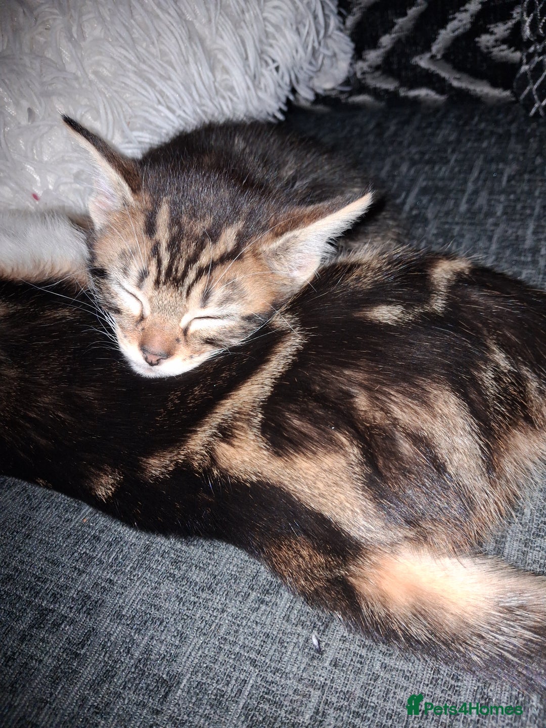 Mixed Breed cats for sale: Mixed bengal - Image 7