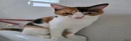 Arabian Mau cats for adoption: Petunia (Pip) - Advert 3