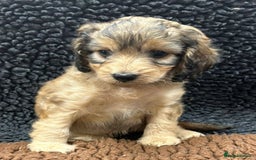 Cockapoo dogs for sale: Beautiful fully DNA tested show Cockapoo puppies - Image 2