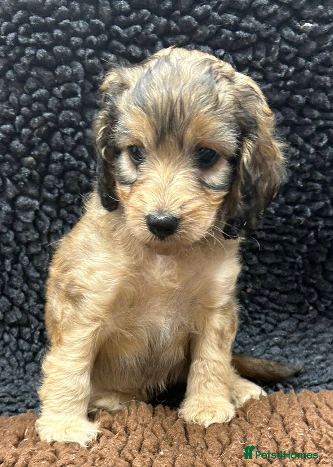 Cockapoo dogs for sale: Beautiful fully DNA tested show Cockapoo puppies - Image 2