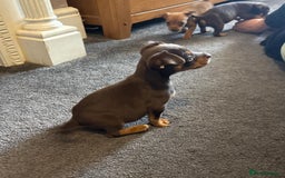 Jack Russell dogs for sale: Beautiful miniature jack russell puppies  - Image 3