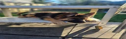 German Shepherd dogs for sale: German Shepherd in Kettering - Advert 5