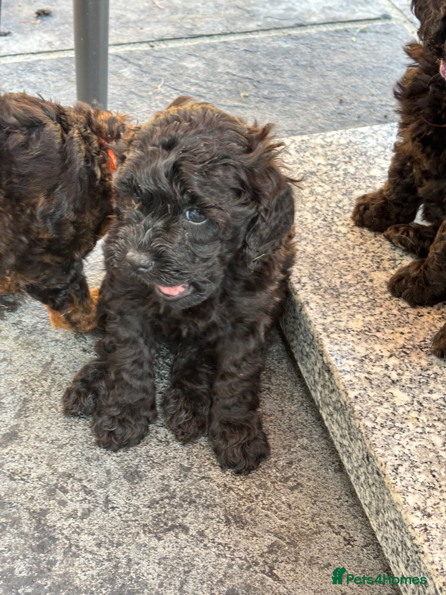 Cavapoochon dogs Last 2 Cavapoochon puppies health tested parents  - Advert 2