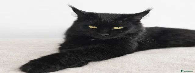 Baghira 