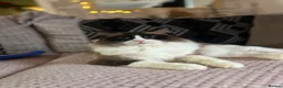 Ragdoll cats for sale: Bicolour ragdoll with a mismark - Advert 3