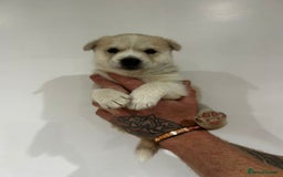 Siberian Husky dogs for sale: Gorgeous little husky pups - ready in two weeks - Advert 10