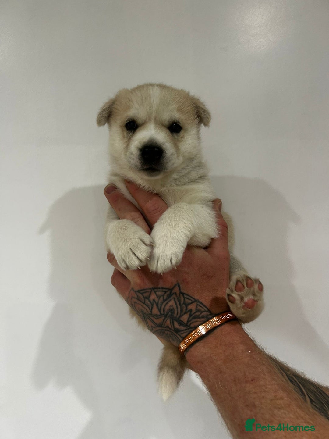 Siberian Husky dogs for sale: Gorgeous little husky pups - ready in two weeks - Advert 10