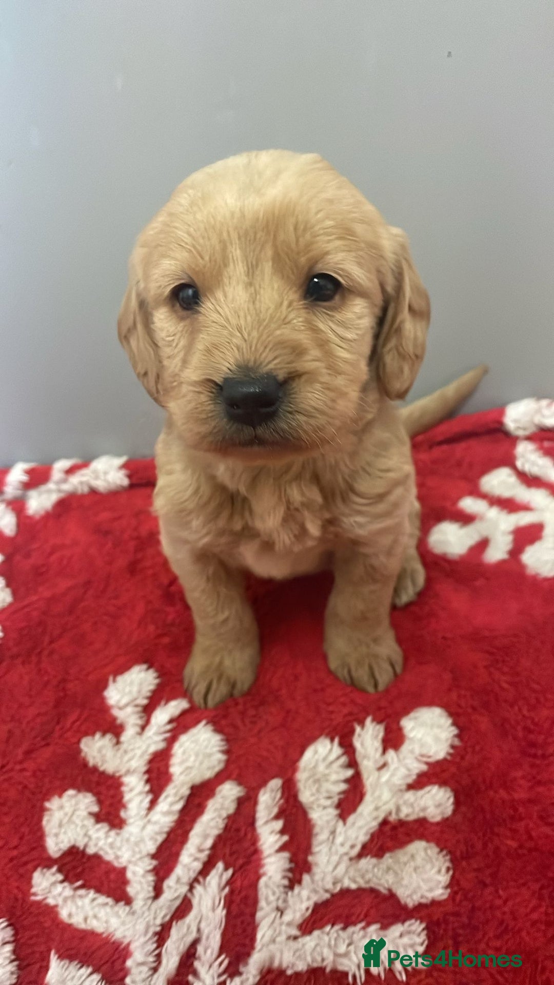 Labradoodle dogs for sale: F1 Labradoodle Puppies  - Advert 21