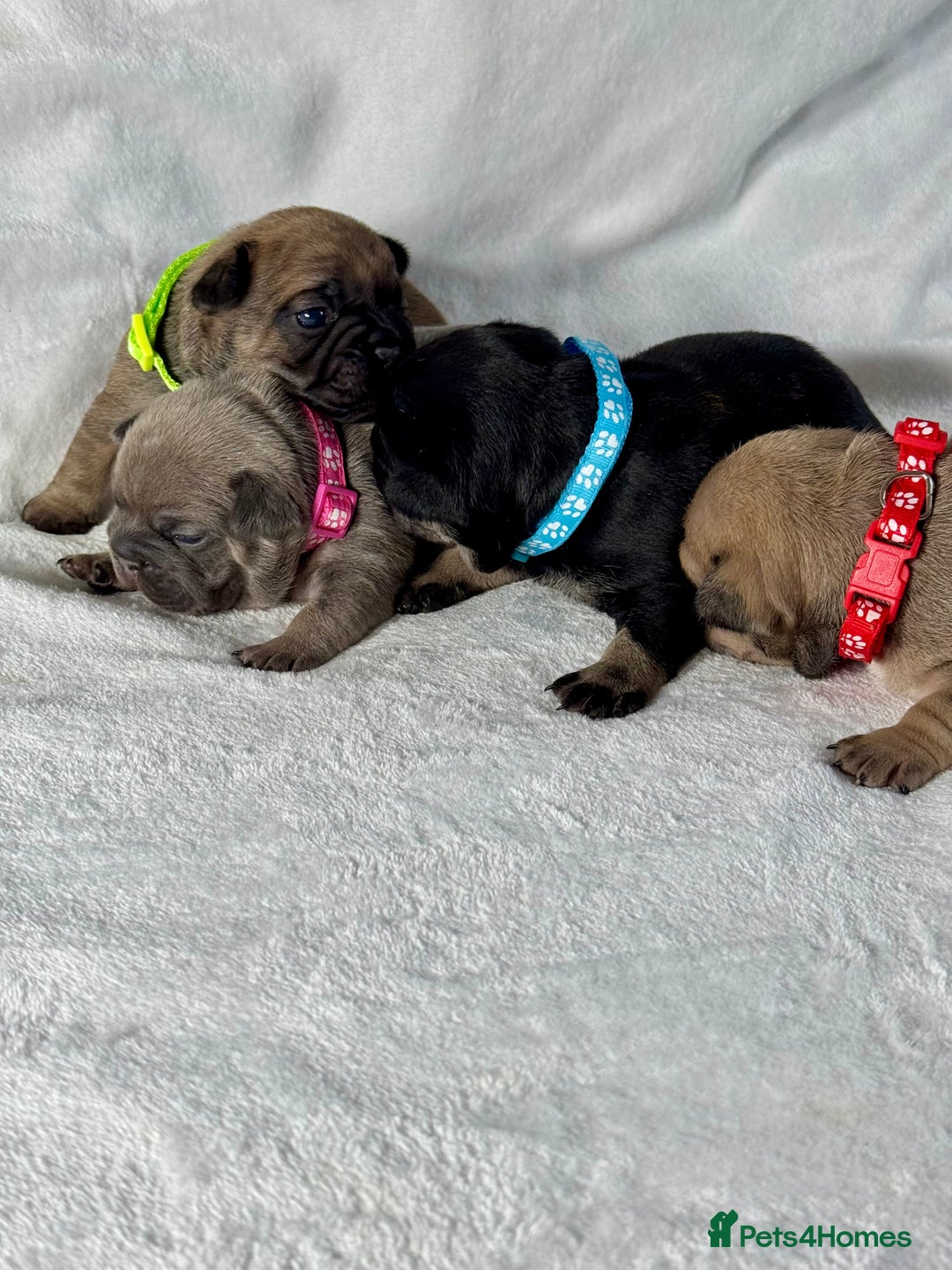 French Bulldog dogs for sale: Four beautiful healthy female French Bulldogs - Image 18