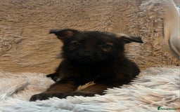 German Shepherd dogs for sale: German Shepherd Puppies - Image 13