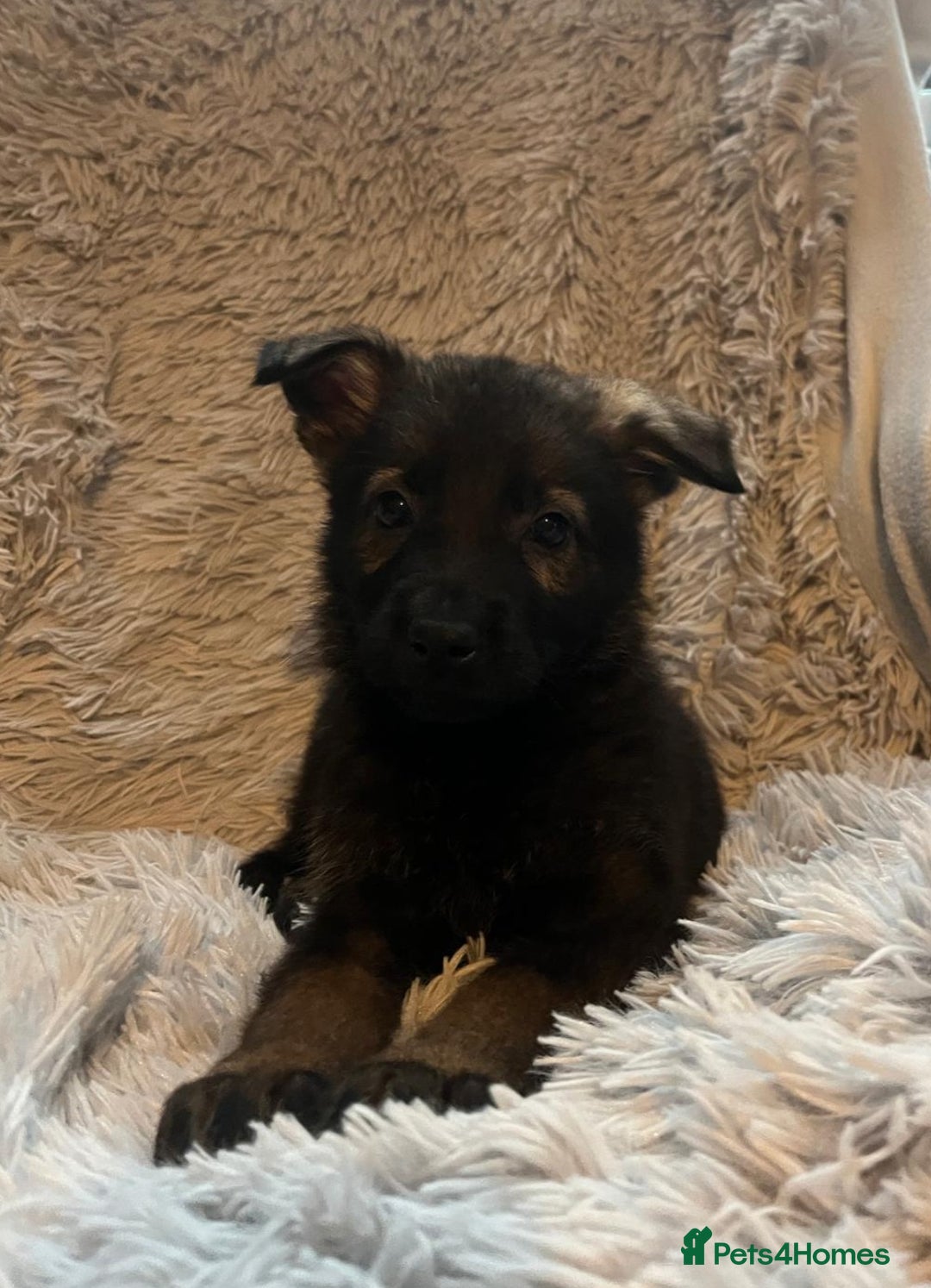 German Shepherd dogs for sale: German Shepherd Puppies - Image 13